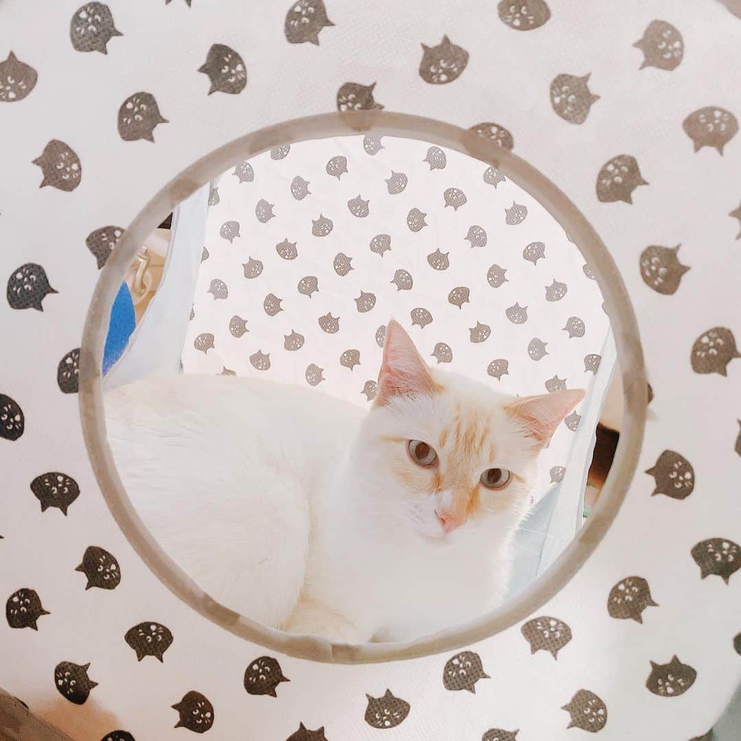 森本レオ子さんのインスタグラム写真 - (森本レオ子Instagram)「今日も推しが最高   #ねこ  #ねこすたぐらむ  #マシュマロ  #保護猫  #ねこのきもち  #にゃー」7月4日 19時38分 - leocodon