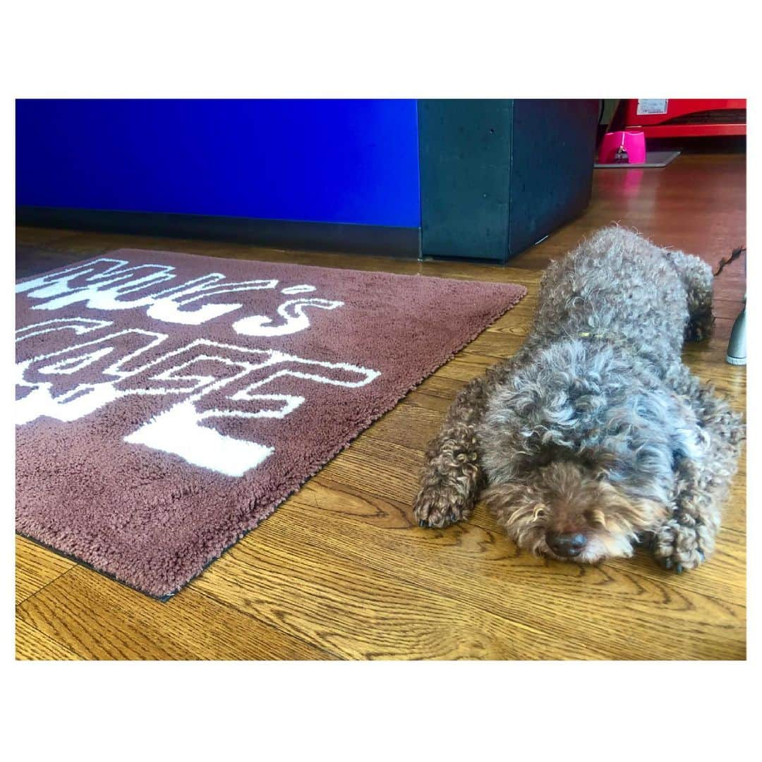 白戸ゆめのさんのインスタグラム写真 - (白戸ゆめのInstagram)「🐶 . ちなみにお店に行くと かわいいマグ店長がお出迎えしてくれますよ〜💕 . 写真のスムージーは 7月限定のマンゴーmixスムージーです🥭 . 7月限定のバーガーは 味噌カツチーズてりたまバーガーとのことで、 さっそく気になっている白戸です😇 . 詳しくは @mugs_kagawa を見てみてください🏃‍♀️ . そしてあすから ニュースパのMCの曜日が変わります！ 私は火曜と水曜の担当になりますので 引き続きご覧ください👀 . また、火曜に私が担当するコーナーで 子どもたちに関する情報を大募集してます👧👦👶 自由研究やイベント、教育 最近学校で流行っていること、困っていること… なんでも構いません！教えて頂けると嬉しいです！ 宜しくお願いします💟」7月4日 19時58分 - yumeno.s_