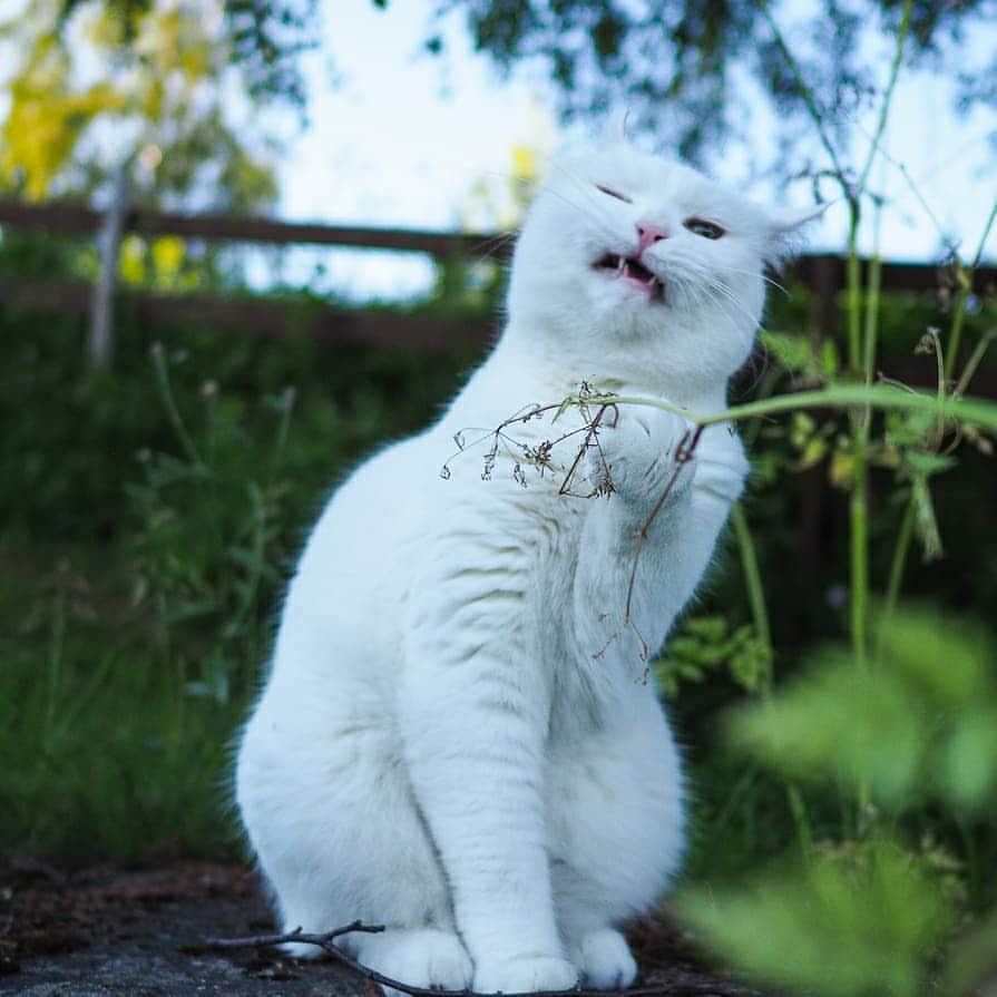 スターリンさんのインスタグラム写真 - (スターリンInstagram)「Tofu silly faces compilation 😺 That straw is dead btw.」7月4日 22時55分 - stalinthecat