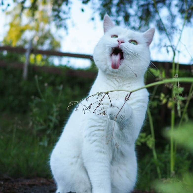 スターリンさんのインスタグラム写真 - (スターリンInstagram)「Tofu silly faces compilation 😺 That straw is dead btw.」7月4日 22時55分 - stalinthecat