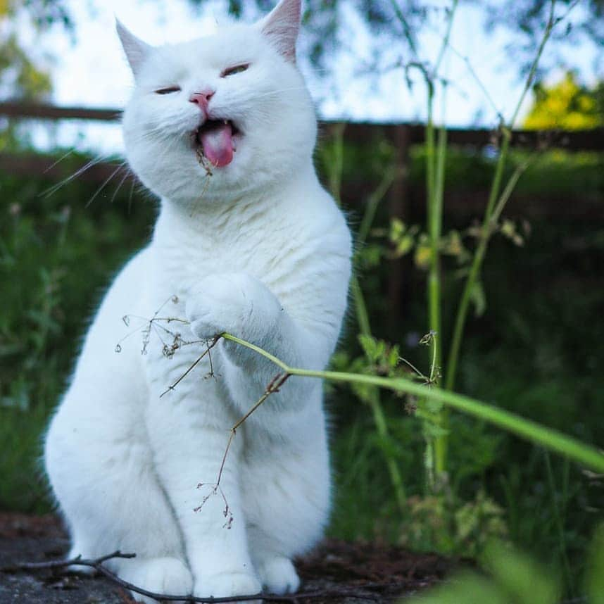 スターリンさんのインスタグラム写真 - (スターリンInstagram)「Tofu silly faces compilation 😺 That straw is dead btw.」7月4日 22時55分 - stalinthecat