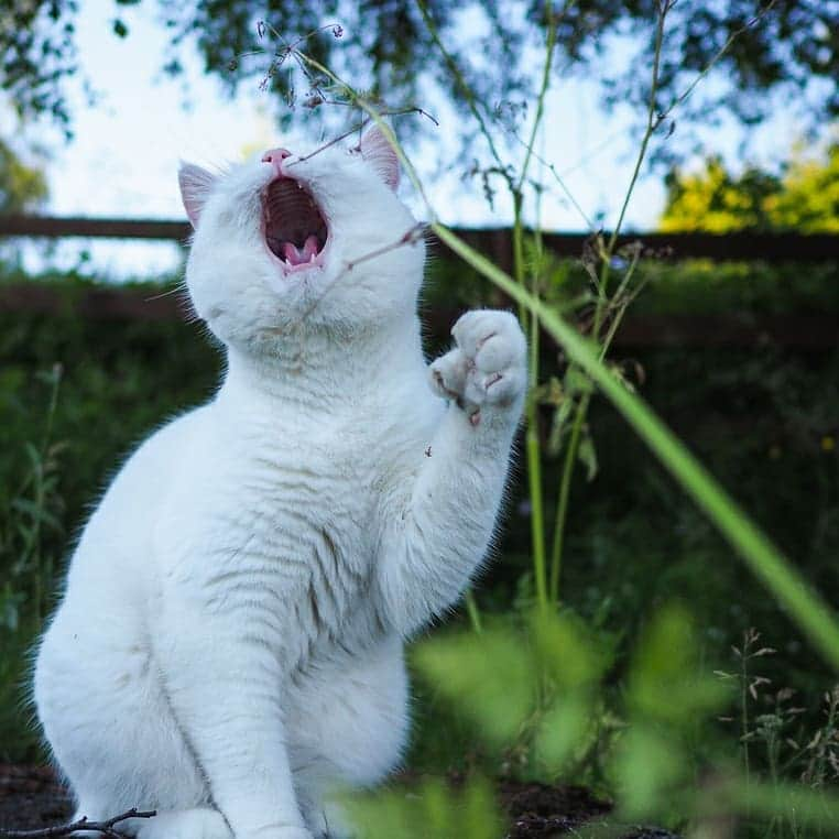 スターリンさんのインスタグラム写真 - (スターリンInstagram)「Tofu silly faces compilation 😺 That straw is dead btw.」7月4日 22時55分 - stalinthecat