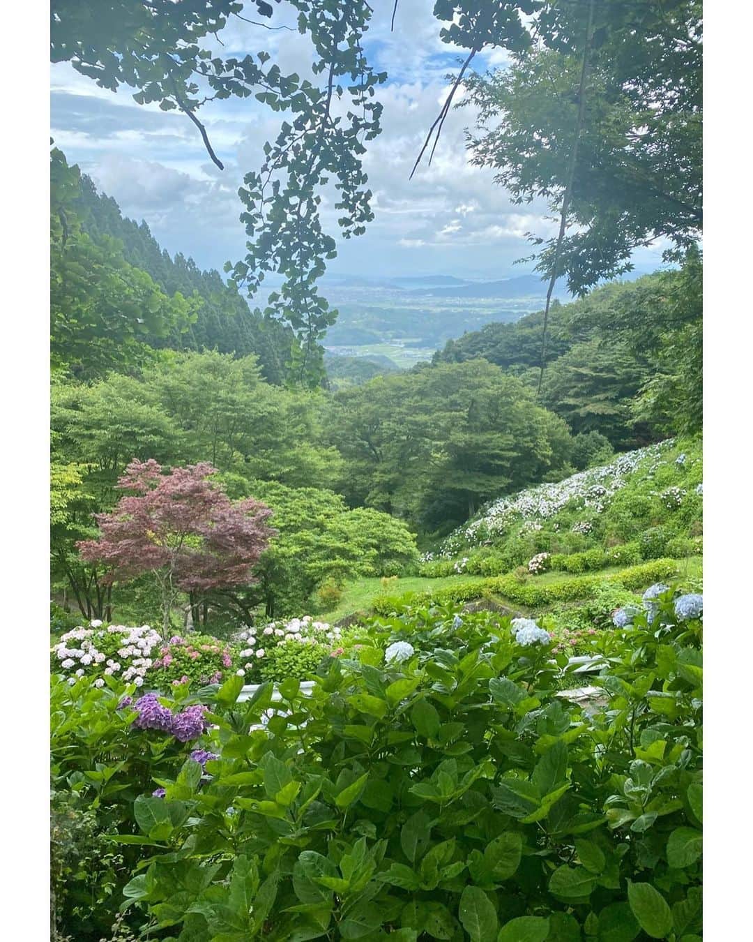 立花麻理のインスタグラム：「・ ・  ✴︎ Hydrangea valley ✴︎  ・  福岡に こんなにも美しい紫陽花渓谷が 広がる場所があるなんて知らなかった...  なんて なんて素晴らしいんだろぅ...  神様を感じる場所だった🌎✨  美しくて優しかった...  ・ ・ ・  #紫陽花 #紫陽花渓谷 #hydrangea #beautiful #nature #earthfriendly」