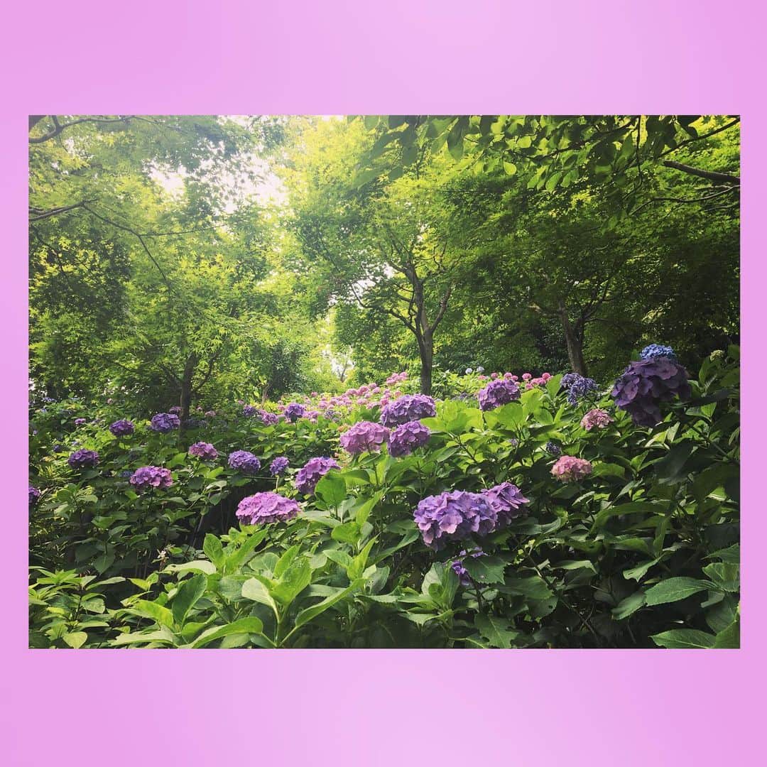 千眼美子さんのインスタグラム写真 - (千眼美子Instagram)「・ 春は桜、梅雨は紫陽花。 どちらも日本の花。 紫陽花も毎年、心ひとつ置いて しっかり見届けたい。 ということで来年からはこのことを 「雨花見」と呼ぶことにします😎☔️🌸 #あじさい #紫陽花 #hydrangea  #花 #雨花見 #紫」7月5日 18時49分 - yoshiko_sengen