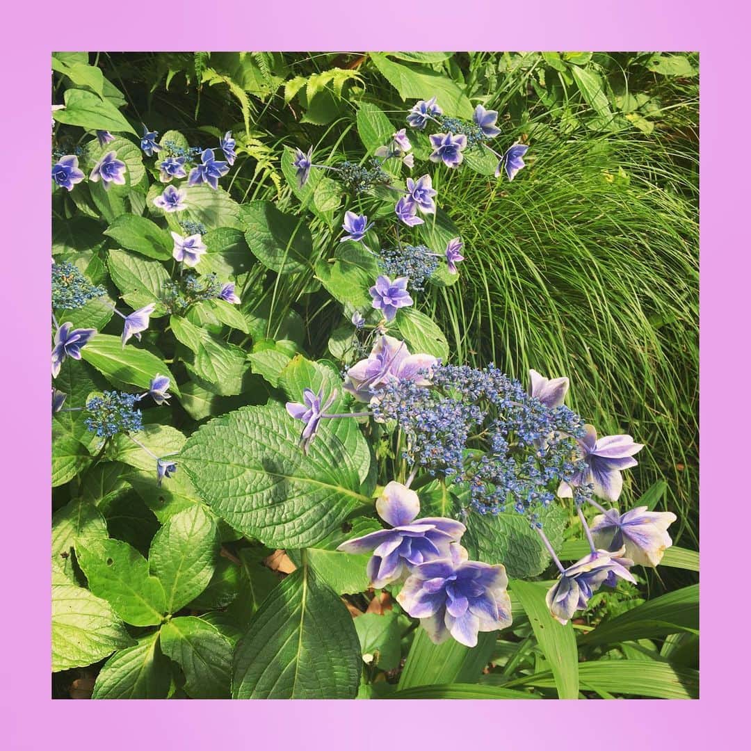千眼美子のインスタグラム：「・ 春は桜、梅雨は紫陽花。 どちらも日本の花。 紫陽花も毎年、心ひとつ置いて しっかり見届けたい。 ということで来年からはこのことを 「雨花見」と呼ぶことにします😎☔️🌸 #あじさい #紫陽花 #hydrangea  #花 #雨花見 #紫」
