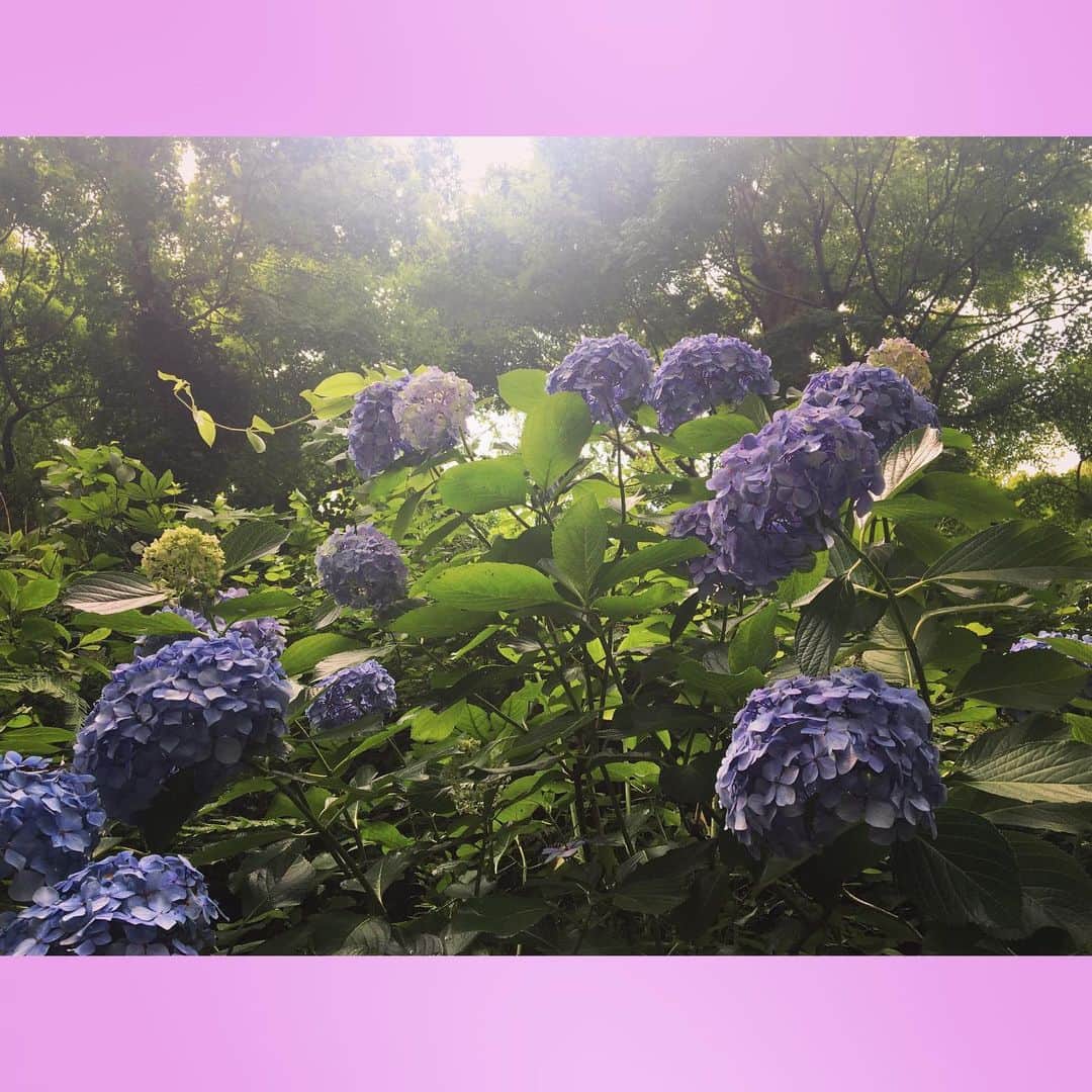 千眼美子さんのインスタグラム写真 - (千眼美子Instagram)「・ 春は桜、梅雨は紫陽花。 どちらも日本の花。 紫陽花も毎年、心ひとつ置いて しっかり見届けたい。 ということで来年からはこのことを 「雨花見」と呼ぶことにします😎☔️🌸 #あじさい #紫陽花 #hydrangea  #花 #雨花見 #紫」7月5日 18時49分 - yoshiko_sengen