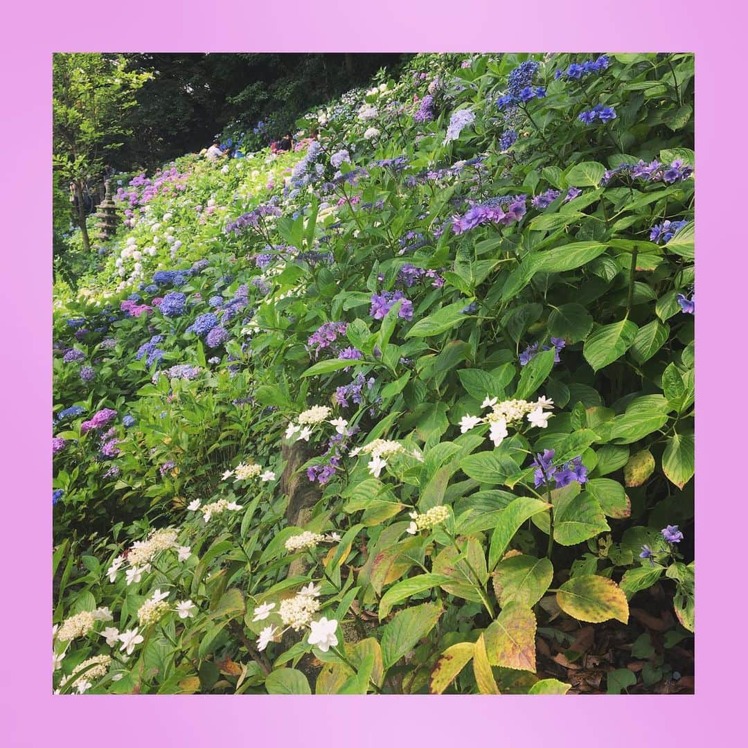 千眼美子さんのインスタグラム写真 - (千眼美子Instagram)「・ 春は桜、梅雨は紫陽花。 どちらも日本の花。 紫陽花も毎年、心ひとつ置いて しっかり見届けたい。 ということで来年からはこのことを 「雨花見」と呼ぶことにします😎☔️🌸 #あじさい #紫陽花 #hydrangea  #花 #雨花見 #紫」7月5日 18時49分 - yoshiko_sengen