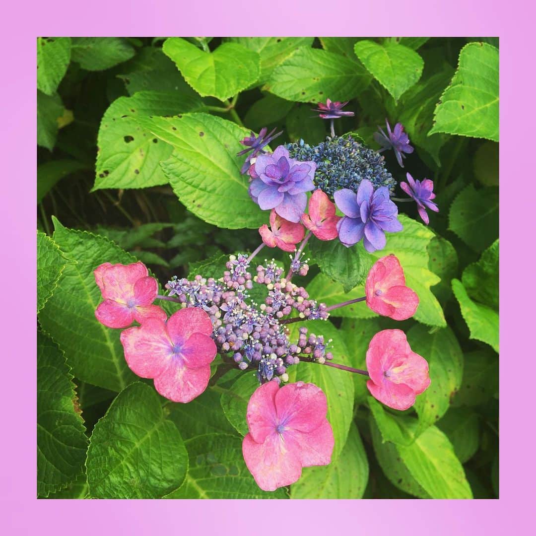 千眼美子さんのインスタグラム写真 - (千眼美子Instagram)「・ 🇯🇵」7月5日 22時03分 - yoshiko_sengen