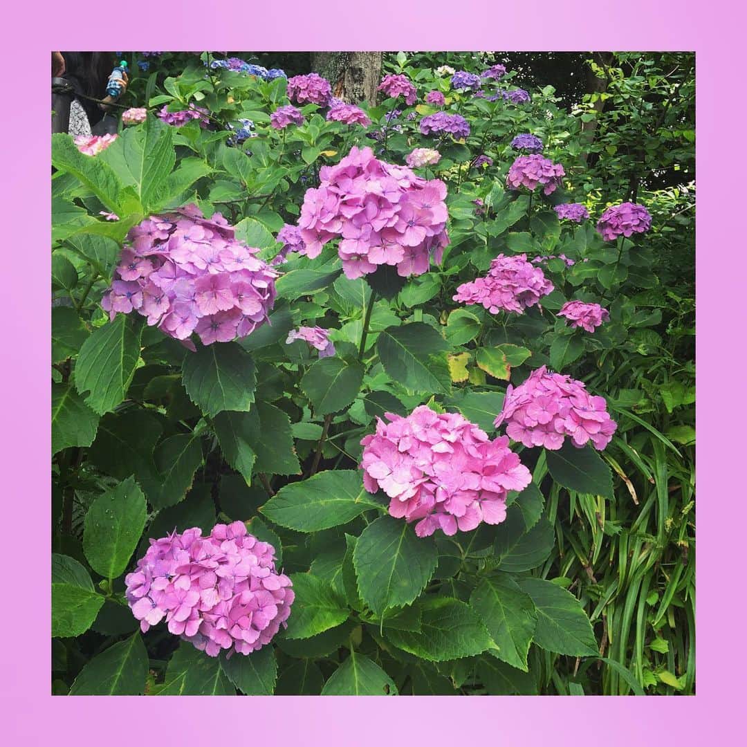 千眼美子さんのインスタグラム写真 - (千眼美子Instagram)「・ 🇯🇵」7月5日 22時03分 - yoshiko_sengen