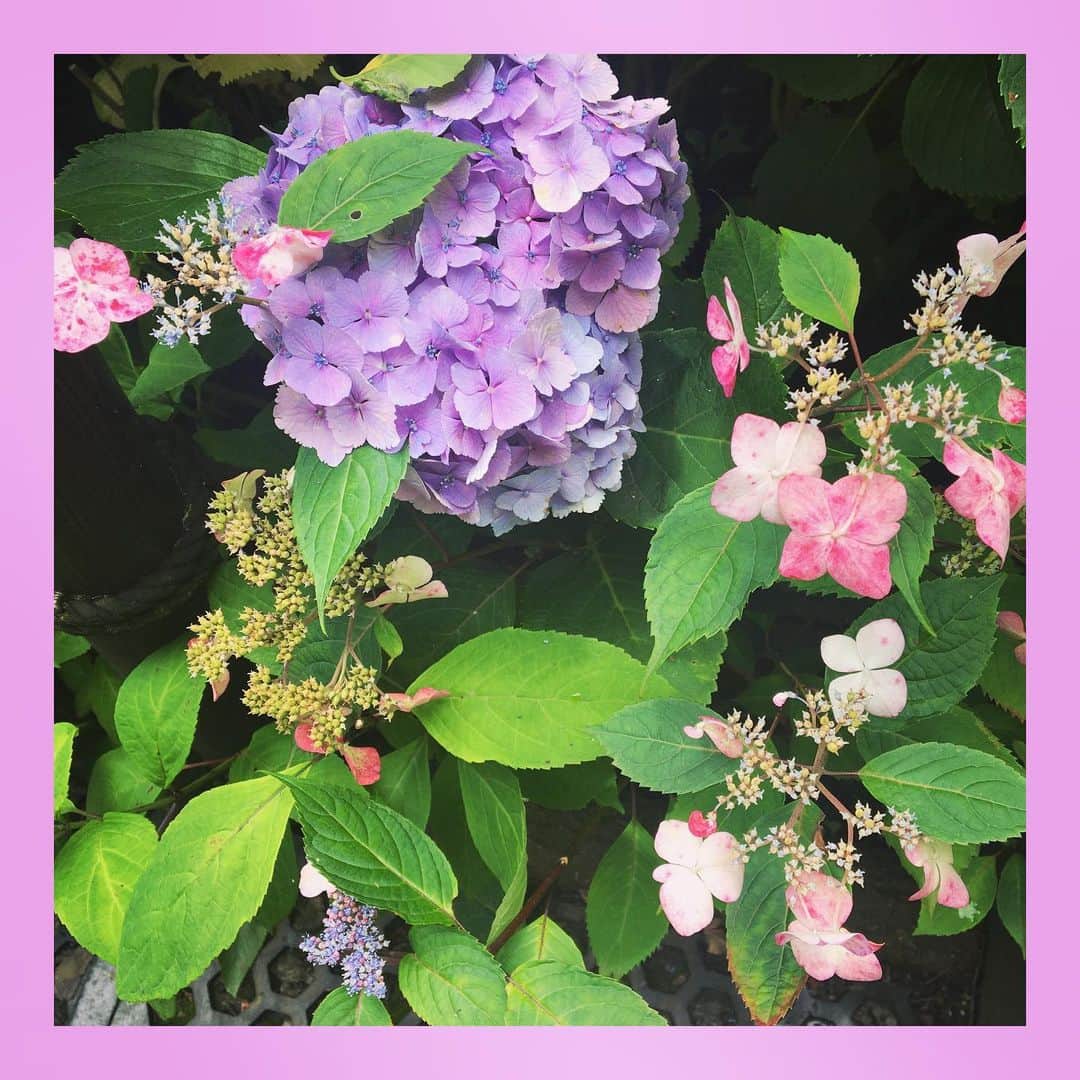 千眼美子さんのインスタグラム写真 - (千眼美子Instagram)「・ 🇯🇵」7月5日 22時03分 - yoshiko_sengen