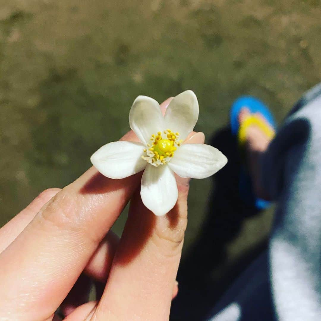 奈月セナさんのインスタグラム写真 - (奈月セナInstagram)「夏みかん🌸  プライベートでは年中ビーサン履いてんだけど、この間公園にいた子供から「大人は靴下を履くんだよ」と言われたので改めるつもりです。」7月6日 2時39分 - natsuki_sena