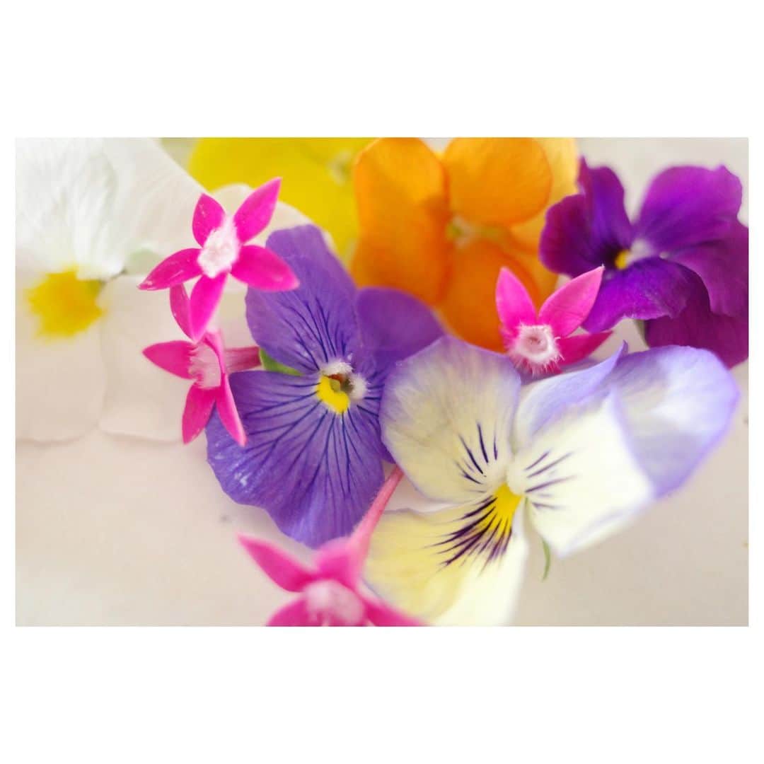 高垣麗子さんのインスタグラム写真 - (高垣麗子Instagram)「* 眺めているだけでも心躍る♪エディブル・フラワー  さて、どのように活かそうかな☺️🌸💠🌺🏵🌷🌼 * #edibleflowers #flower #エディブルフラワー」6月12日 10時04分 - reikotakagaki