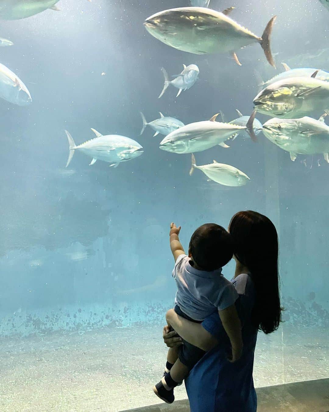 田中麻衣さんのインスタグラム写真 - (田中麻衣Instagram)「先日の投稿に温かいコメントありがとうございました☺️✨ みなさんにお返事するのが難しく、申し訳ありません😣💦たくさんのコメントとっても嬉しかったです💕 同じ時期の妊婦さんもたくさんいらっしゃって、心強いです😌 . 写真は、息子初めての水族館🐟🐠🐡🦭🐧 すいすい泳ぐ魚やキラキラした世界に大興奮の息子でした。 #1y4m #第二子妊娠中」6月12日 15時40分 - maitanaka1217