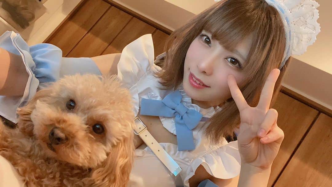 のインスタグラム：「ブルーメイドさん💙  #cosplay #コスプレ #コスプレイヤー #cosplaygirls #selfie #自撮り女子 #japanesegirl #gravure #撮影会モデル #japanesemodel #japaneseidol #portrait #gallery #japan_of_insta  #picture #トイプードル #タイニープードル #犬」