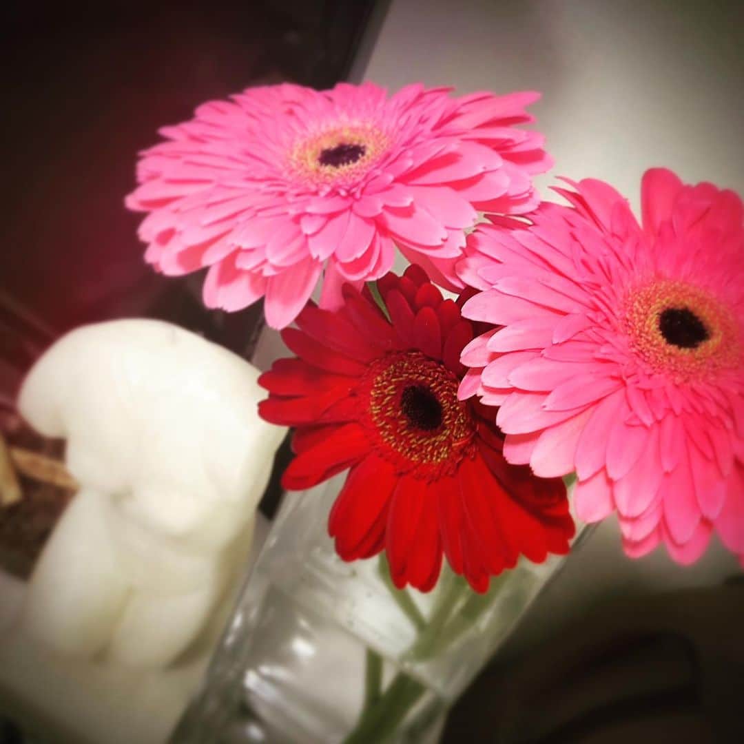 宮下舞花のインスタグラム：「今週のお花🌸🌼　#ガーベラ#my花」