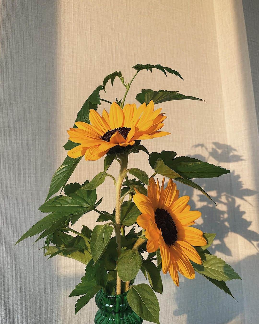 のインスタグラム：「花のある生活。 皆んなは何の花が好き？ 私は薔薇も向日葵もアサガオも金木犀も好き！ 季節を感じられる花が好きかなー それぞれ良い部分があるからね🌻 でも次花屋さんに言ったら皆んなが教えてくれたお花を買いに行こうと思ってるから教えてね🌻 . #sunflower  #yellow #flowers  #nature #green #plants #beautiful  #julistagram」