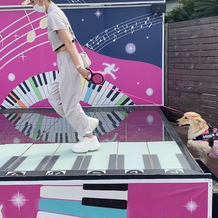KIKIのインスタグラム：「ひま🐶はっひーばーすでい1歳  初めてピアノを一緒に弾いた日 一緒に年取っていこうね💓 * * * *  #ゴールデンレトリバー  #Happybirthday #1歳 #犬 #家族」