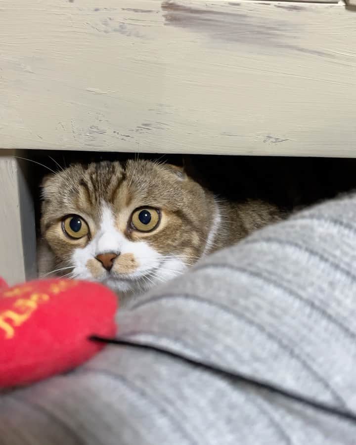 のインスタグラム：「He returned so as not to hit his head 😂🙉  頭ぶつけない様に戻るの可笑しい🙉😂  #weeklyfluff #catsofinstagram #cat #scottishfold #adorable #kawaii #catlife #9gag #catlover」