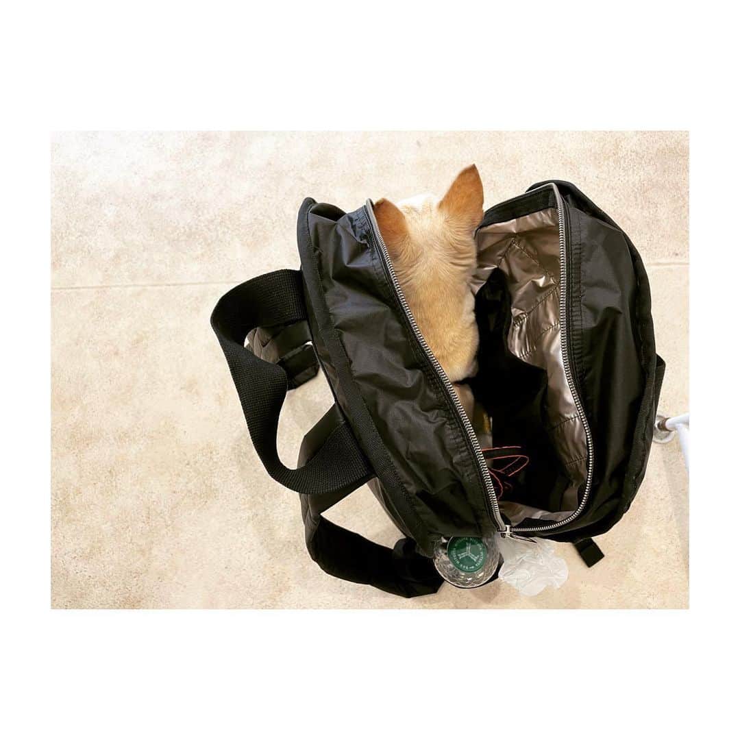 佐藤佳菜子さんのインスタグラム写真 - (佐藤佳菜子Instagram)「レスポートサック様 @lesportsacjapan   いただいた バックパックを使おうと思って 広げたら  この人が どうしても入りたいと 自らよじ登って 収まりました。  健康診断にいった 動物病院の待合室でも 自分から入りたがって  バッグの中で 30分、 静かに待ちました。  本来、 想定された使い道からは かけ離れてしまいましたが  我が家では このような形で 重宝しています。  ありがとうございました🙏  #なつかしのレスポートサック　#チワワも運べるレスポートサック　#背中側にパソコンを入れる厚手の収納ケースがついているけれどチワワは昼寝にちょうどいいパッドとして活用　#働く人のバッグパックに万年ニートがイン　#ちょっとした矛盾を感じているけどとにかく初見から気に入っている　#絶対自分のバッグだと信じている」6月13日 12時03分 - kanakosato1019
