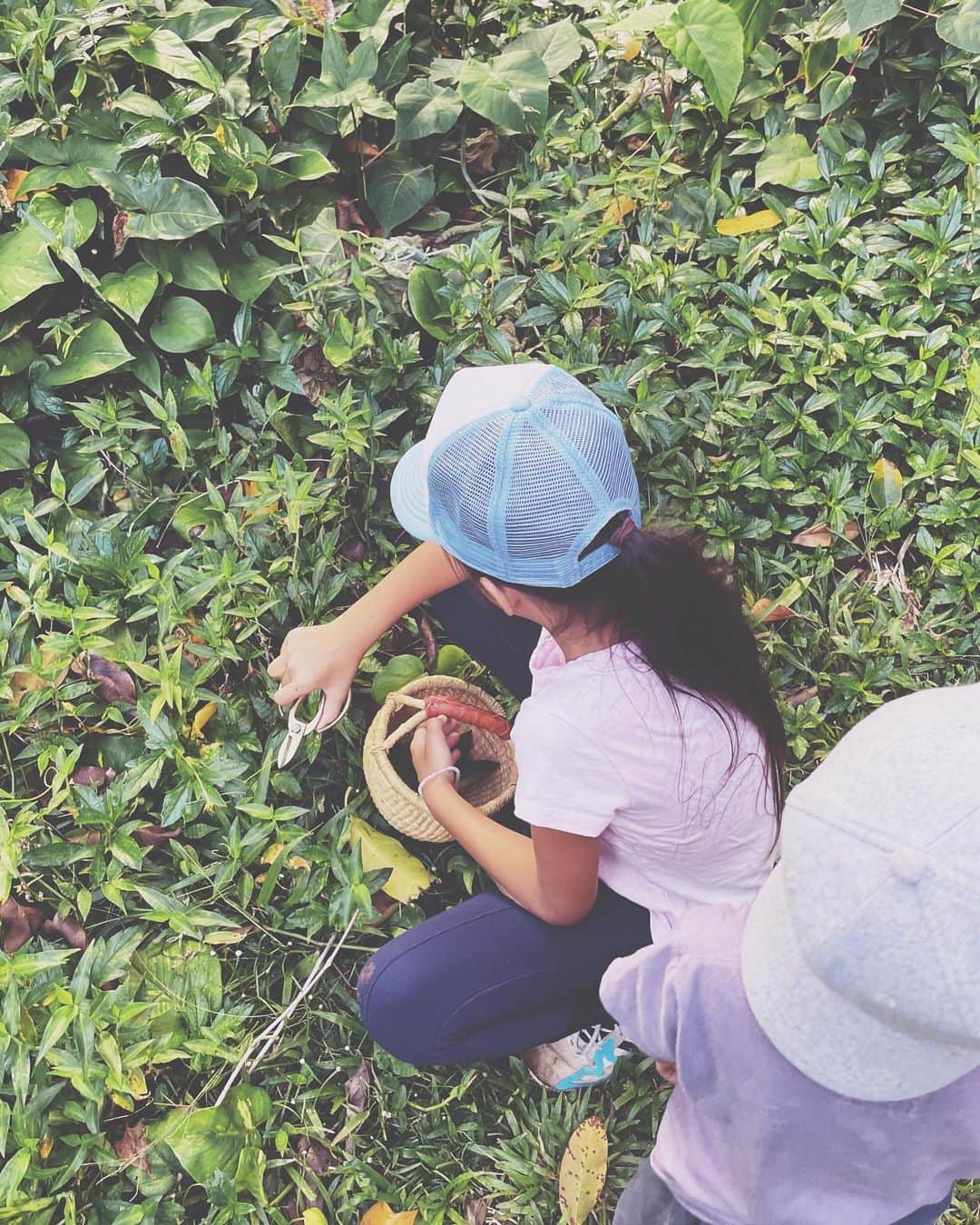 吉川ひなのさんのインスタグラム写真 - (吉川ひなのInstagram)「近所のジャングルでお散歩🌳  ムービーで鳥の声をどうぞ☺️🦜🎶」6月13日 12時54分 - hinanoyoshikawa