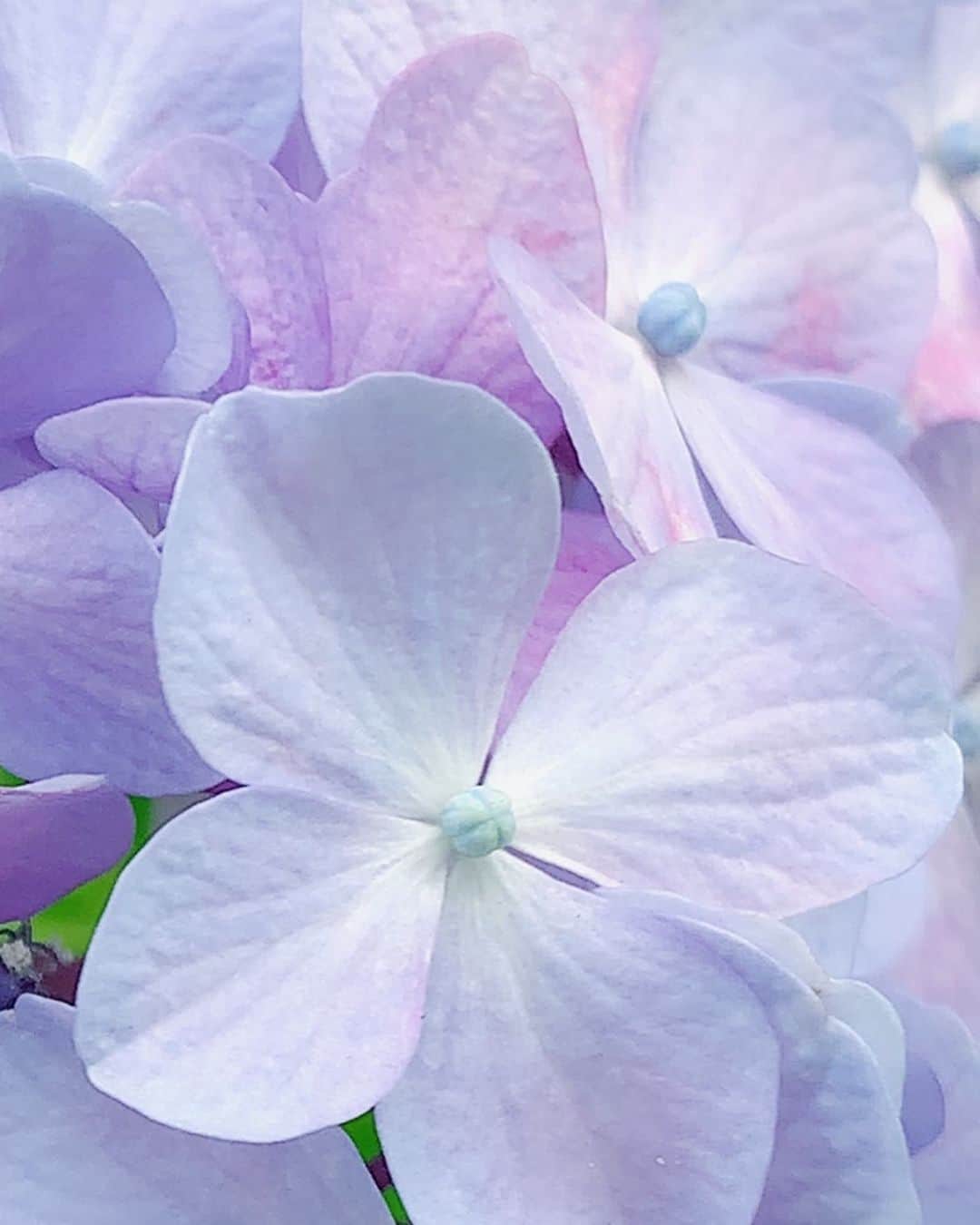 小西真奈美さんのインスタグラム写真 - (小西真奈美Instagram)「おはようございます。 今日も Have a beautiful day☺️  #紫陽花 #朝 #smile」6月13日 7時29分 - manami.official