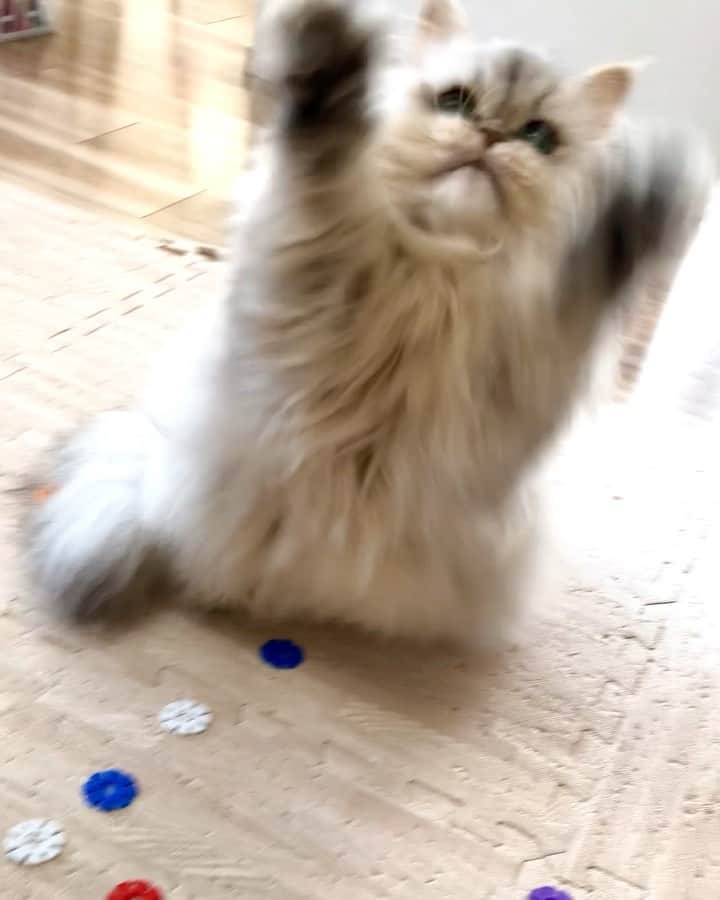 bunny & 2 catsのインスタグラム