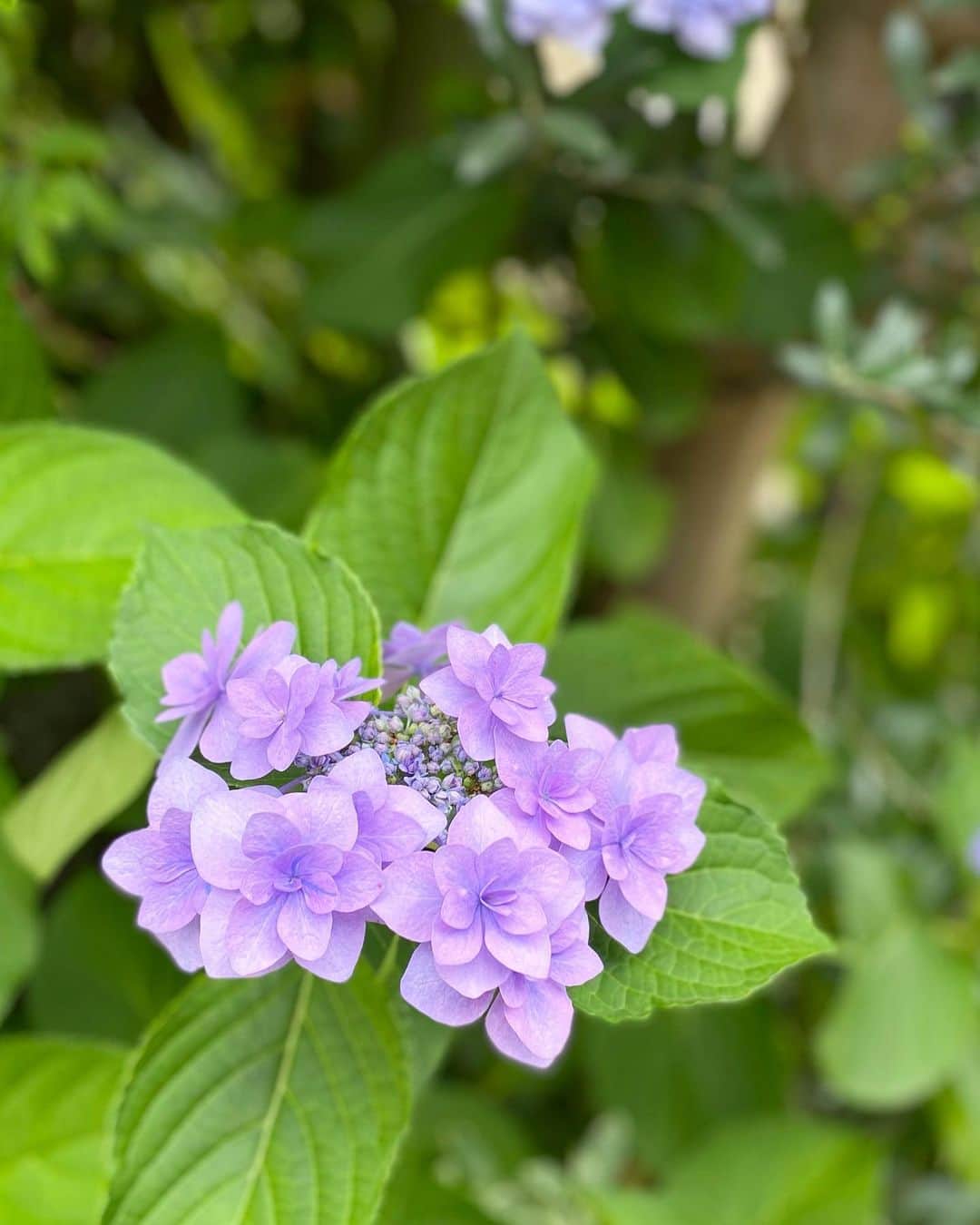 富永沙織さんのインスタグラム写真 - (富永沙織Instagram)「#あじさい の季節がやってきました🥰✨ Hydrangea season has arrived.😃✨6月の誕生花でもあるこのお花✨ ・ #ガクアジサイ に#手まりアジサイ などいろんな種類、そしていろんな色の#アジサイ がありました😊✨ ・ また私のお気に入りの#紫陽花 写真をアップしていきますね☺️⭐️ ・ #hydrangea #hydrangeas #hydrangeaseason #hydrangealove #hydrangeaflower #6月の花 #誕生花 #バースデーフラワー #birthdayflower #花好き #お花大好き💕」6月13日 9時12分 - saori_tominaga