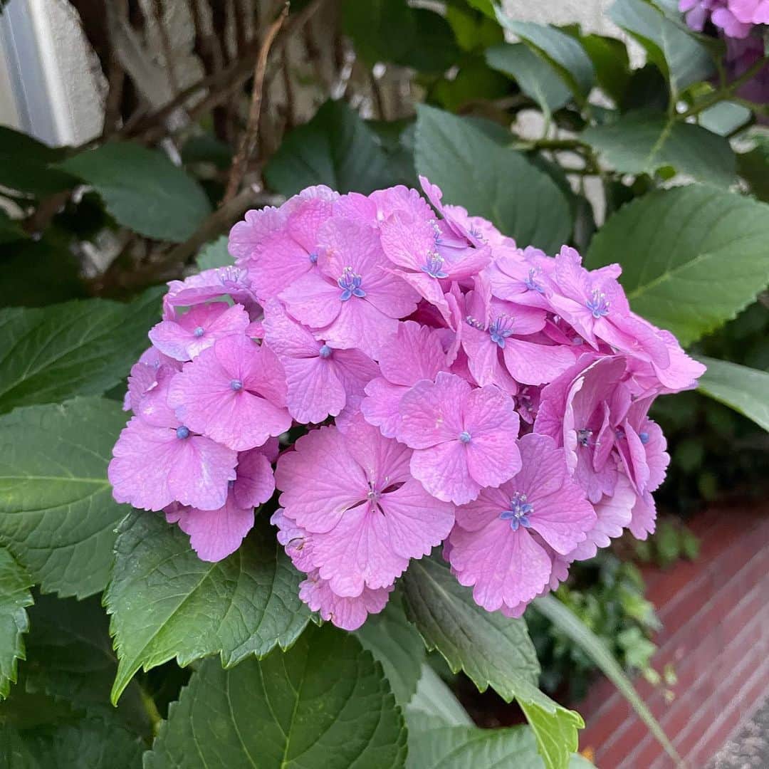 狩野舞子さんのインスタグラム写真 - (狩野舞子Instagram)「・ これくらいピンクがかった紫陽花も素敵💕 美味しそう！！笑 ・ #紫陽花」6月13日 9時16分 - kanochan715