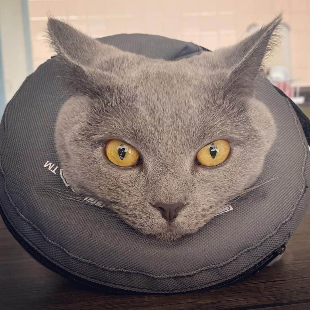 池田麻理子のインスタグラム：「🐈‍⬛ わたし的に今年1番になるであろう事件が起こったので 1年半ぶりに更新します！  実は、 1年越しの離婚慰謝料裁判が やっと終わ  おっと これじゃないわ  実は我が家のやんちゃな末っ子ぼーちゃんが先週、  異物が小腸に詰まって緊急開腹手術することに🚑  あれ？なんか調子悪いのかな、、？ と思ってからの急変が本当にとんでもなくて  普段ちゅーるのCMがテレビで流れるだけで 昼寝中でも ぶっ飛んでくる食いしん坊が まず、おやつの時間に現れない時点でおかしかったけど  普段なら、わたし飼ってんの猫じゃなくて闘牛だったわ って思うほど、家中を暴れ回ってるボーちゃんが 部屋の隅で ぐったりしてる姿を見て あーこれ絶対やばいやつだ、と思って病院へ連れていって。  レントゲン撮ったりして色々調べて 獣医さんがすぐに判断してくれたおかげで 緊急手術することになって。。。  その日のうちに処置は無事おわったものの  「腸を切ってるから2週間くらい入院だよ」 と聞かされていたので、 毎日お見舞いに行こう！と張り切って色々準備していたら  なぜか2日で帰ってきたw (たぶん相当な悪さをしたんだと思う) そして、 ここから2歳児（猫）の介護の大変さを痛感する日々..←いまここ  傷口を舐めないようにカラーを付けなきゃいけないのに、 付けたら暴れる→外すとフルパワーで舐めまくる→追いかけ回して付けるのループ（これ1日やってる）  1週間経って、だいぶ落ち着いてきたので 記録がてら投稿してみました。  退院してきた時は全然元気なくて 腕枕で寝るボーちゃんを朝まで腕プルプルしながら見守ってたけど そんな猫の猫かぶりも1日で終了。 今では手術してない猫より元気で 今日も首に巻かれたカラーと必死に格闘しているw  報告は以上です🙋‍♀️  みんなも異物飲み込んじゃだめよ！  #手術費用で飼い主死亡」