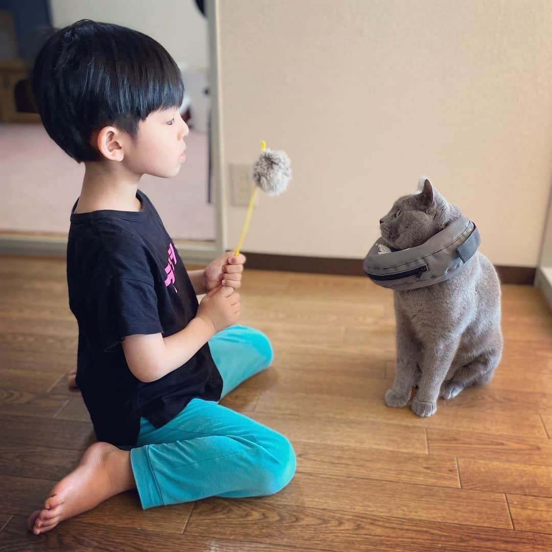 池田麻理子さんのインスタグラム写真 - (池田麻理子Instagram)「🐈‍⬛ わたし的に今年1番になるであろう事件が起こったので 1年半ぶりに更新します！  実は、 1年越しの離婚慰謝料裁判が やっと終わ  おっと これじゃないわ  実は我が家のやんちゃな末っ子ぼーちゃんが先週、  異物が小腸に詰まって緊急開腹手術することに🚑  あれ？なんか調子悪いのかな、、？ と思ってからの急変が本当にとんでもなくて  普段ちゅーるのCMがテレビで流れるだけで 昼寝中でも ぶっ飛んでくる食いしん坊が まず、おやつの時間に現れない時点でおかしかったけど  普段なら、わたし飼ってんの猫じゃなくて闘牛だったわ って思うほど、家中を暴れ回ってるボーちゃんが 部屋の隅で ぐったりしてる姿を見て あーこれ絶対やばいやつだ、と思って病院へ連れていって。  レントゲン撮ったりして色々調べて 獣医さんがすぐに判断してくれたおかげで 緊急手術することになって。。。  その日のうちに処置は無事おわったものの  「腸を切ってるから2週間くらい入院だよ」 と聞かされていたので、 毎日お見舞いに行こう！と張り切って色々準備していたら  なぜか2日で帰ってきたw (たぶん相当な悪さをしたんだと思う) そして、 ここから2歳児（猫）の介護の大変さを痛感する日々..←いまここ  傷口を舐めないようにカラーを付けなきゃいけないのに、 付けたら暴れる→外すとフルパワーで舐めまくる→追いかけ回して付けるのループ（これ1日やってる）  1週間経って、だいぶ落ち着いてきたので 記録がてら投稿してみました。  退院してきた時は全然元気なくて 腕枕で寝るボーちゃんを朝まで腕プルプルしながら見守ってたけど そんな猫の猫かぶりも1日で終了。 今では手術してない猫より元気で 今日も首に巻かれたカラーと必死に格闘しているw  報告は以上です🙋‍♀️  みんなも異物飲み込んじゃだめよ！  #手術費用で飼い主死亡」6月13日 10時27分 - mariko_ikeda_