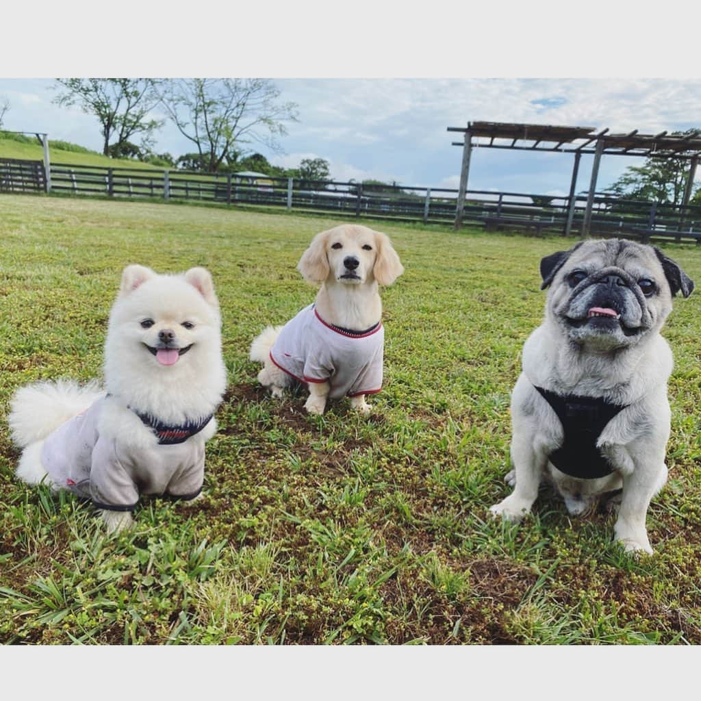 葵ゆりかさんのインスタグラム写真 - (葵ゆりかInstagram)「待つ犬たちシリーズ🐶❤️❤️  #わんこ　#愛犬　#にょろ　#おもち　＃アポ　#ミックス犬　#ミニチュアダックス　#マルチーズ　#パピヨン　#ポメラニアン　#pomeranian #ポメ　#白ポメ　#パグ　#pug #わんことお出かけ #犬バカ部　#instadog #dogstagram #airbuggy #airbuggyfordog #dog #いぬ　#いぬのいる暮らし」6月13日 10時55分 - yuriyuricchi