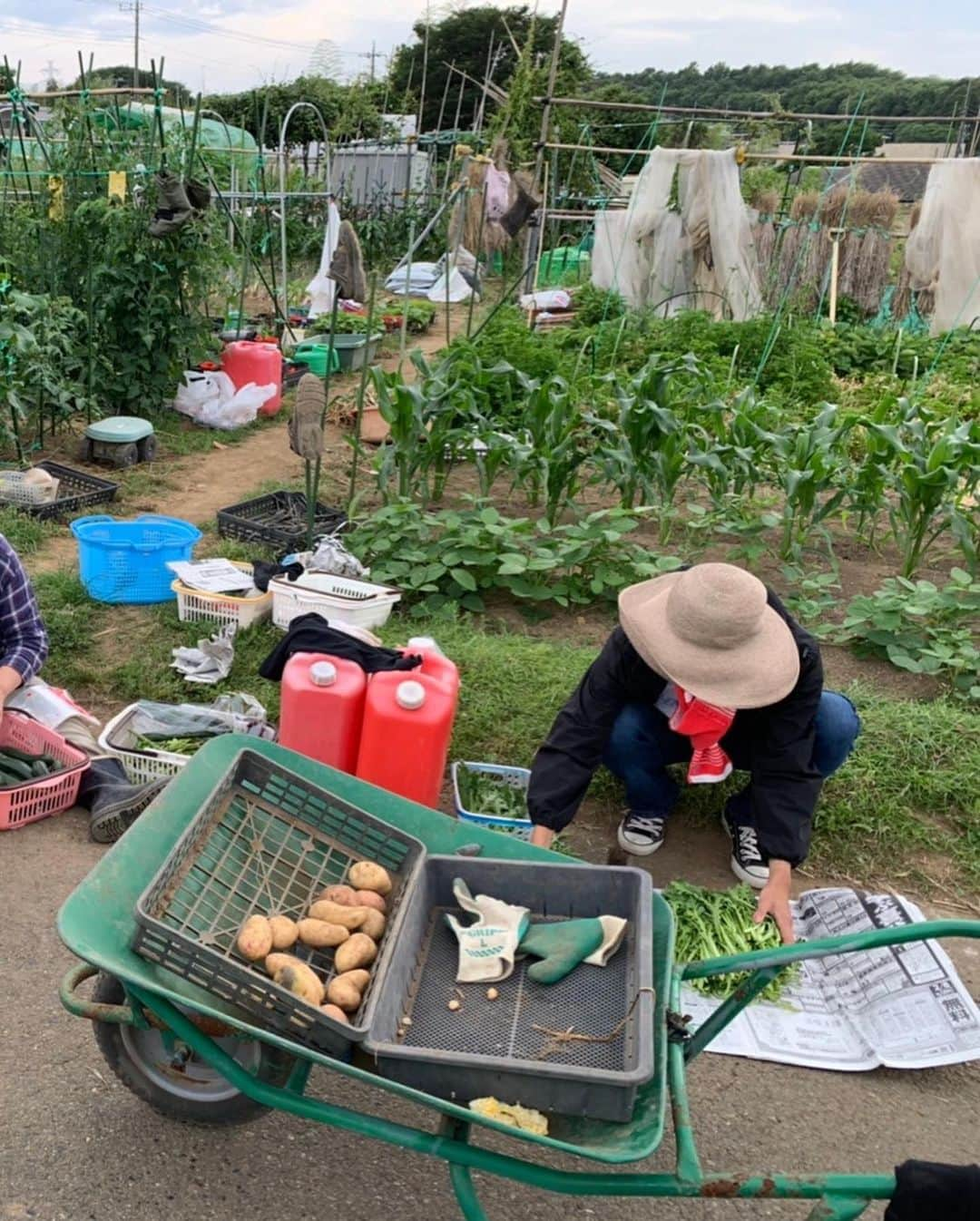 佐野千晃さんのインスタグラム写真 - (佐野千晃Instagram)「朝早くから親に拉致られておばちゃんの野菜収穫へ！！﻿ ﻿ でっかいキューリとかじゃがいもとかたくさんとったどー！！﻿ ﻿ 畑仕事大変そうだけど楽しいなぁ🤤﻿ ﻿ #natural #healthy #good #gilrs #gilr #cool #cute #ooted #selfie #self #face #スポーツ女子 #スポーツ #畑 #野菜﻿」6月13日 21時29分 - sanochiaki810