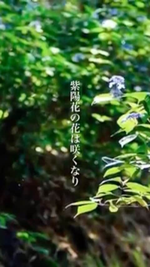 のインスタグラム：「北山冬一郎　作詞 團伊玖磨　作曲 《わがうた》より「紫陽花」  ソプラノ　野々村彩乃 ピアノ　　田中雅子  そのひとと　めぐりも逢はず そのひとと　語らふを得ず あはれ　けふも 紫陽花の花は咲くなり 七月の陽もくるめき そのひとと　めぐりも逢はず 紫陽花の花は咲くなり」
