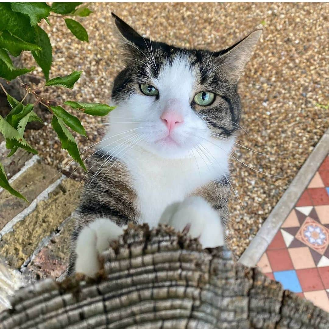 CatStockerさんのインスタグラム写真 - (CatStockerInstagram)「Hello! @catstocker is here!  Follow our FURRriend @therealrockycat  Swipe for more pictures 👉」6月13日 20時29分 - catstocker