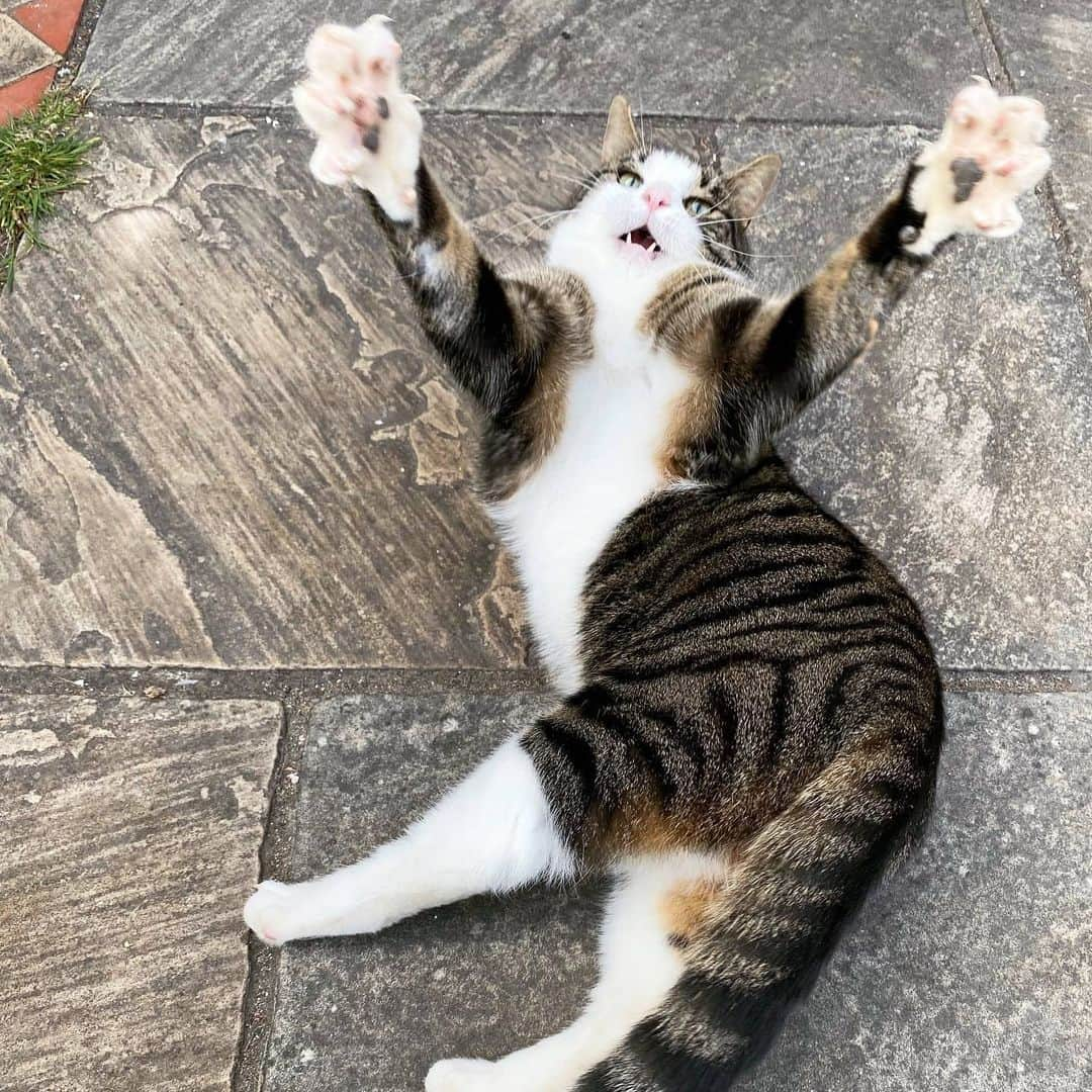 CatStockerのインスタグラム：「Hello! @catstocker is here!  Follow our FURRriend @therealrockycat  Swipe for more pictures 👉」