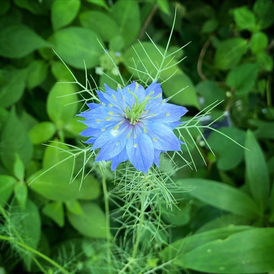 前野えまさんのインスタグラム写真 - (前野えまInstagram)「おはようございます🌱 今週も楽しもう🍀🍀🍀 ・ ・ #おはようございます #道端の花 #青い花 #ニゲラ #可愛い花 #花の写真 #花のある風景 #今週も頑張ろう   #goodmorning #blue #flowers #nigella #flowerstagram #flowerphotography #haveaniceweek  #followme #tagsforlikes #tflers #tagsforlikesapp #actress #actor #girl #photography #portrait #portraitphotography #daily_phot_jpn #japan_daytime_view」6月14日 7時08分 - maeno_ema