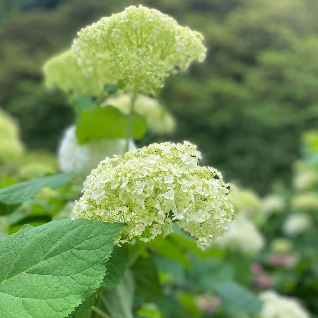 松川浩子さんのインスタグラム写真 - (松川浩子Instagram)「色んなところで 色んな色の 紫陽花に出逢います  昔はピンクとブルーくらいしか 知らなかったけど 本当に色んな種類があるんですね。  ポップコーン ティンカーベル モナリザ カシワバアジサイ  これはシュガーホワイトかな？  色んな種類をみつけては 発見があって 見ていて飽きない梅雨の花。  実家の裏庭に咲いた 紫陽花も 4色もあって なぜか種類も違ったので それぞれとってきて 家に飾りました。  存在感があって 好き😍  雨模様だけど 潤いと色を添えてくれる 6月の主役ですね。  #紫陽花#梅雨の花 #雨でも楽しめる #三室戸寺も行きたいな #紫陽花寺 #実家の紫陽花#hydrengea」6月13日 23時32分 - hiroko_matsukawambs