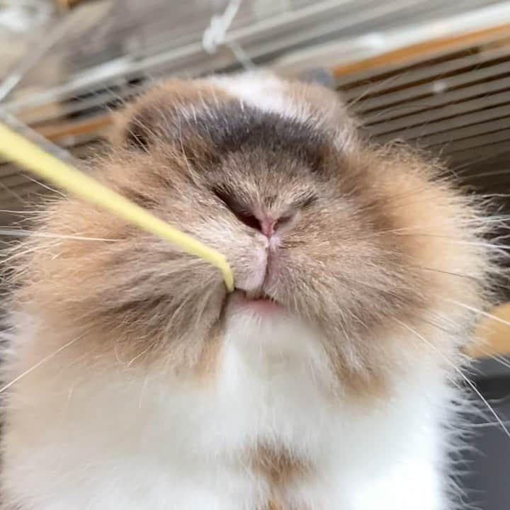 TONEAYUのインスタグラム：「ポキやんのお口🤣﻿ ﻿ ﻿ #ポキライアン #もぐもぐチモシー﻿ #bunny #rabbit #rabbitsofinstagram #bunniesofinstagram #bunnylove #cute #bunnies #rabbits #love #pet #instabunny #bunnystagram #bunnyoftheday #bunnylover #bunnylife #bunnyrabbit #rabbitstagram #pets #bunniesworldwide #a #instarabbit #petsofinstagram #animals  #bunnygram #うさぎ」