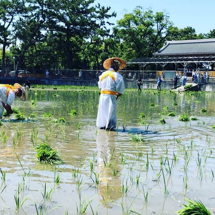 住吉大社 | sumiyoshitaishaのインスタグラム：「【御田植神事を斎行しました】 ６月１４日　住吉大社の神田で恒例の田植えが行われました。 住吉大社の神田では、毎年神様にお供えするお米が作られています。 実りの秋を迎える頃には、コロナ禍が収束していることを祈るばかりです。   #大阪 #大阪観光 #住吉大社 #神社 #日本 #sumiyoshitaisha #osaka #japantrip #osakatrip #shrine #japan #安産祈願 #安産 #厄除 #御田植神事」