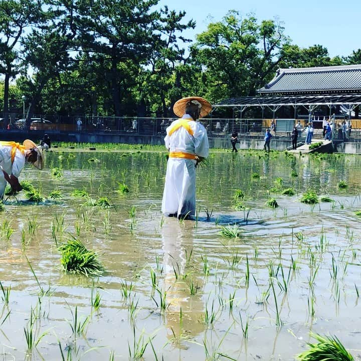 住吉大社 | sumiyoshitaishaのインスタグラム