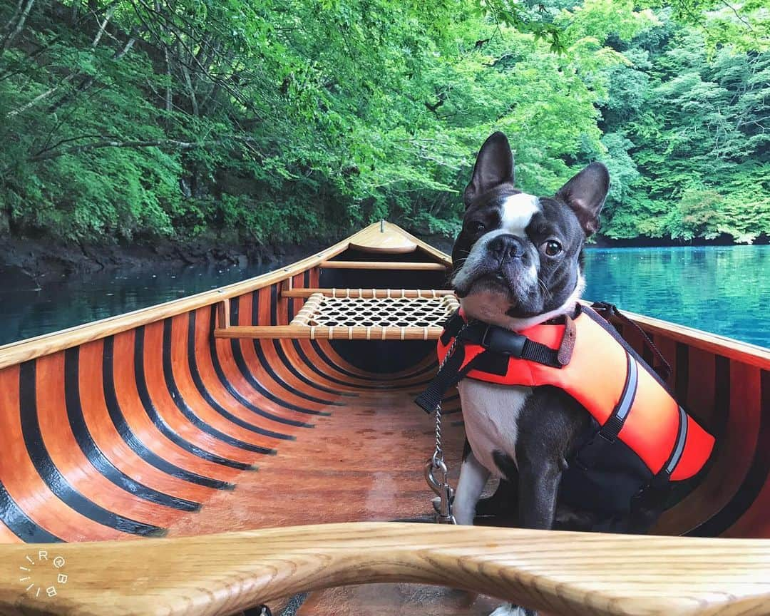 rabbiiiiiのインスタグラム：「. 🐄🛶🌳 . . #igersjp  #bostonterrier  #Gunmagram #navarrocanoe」