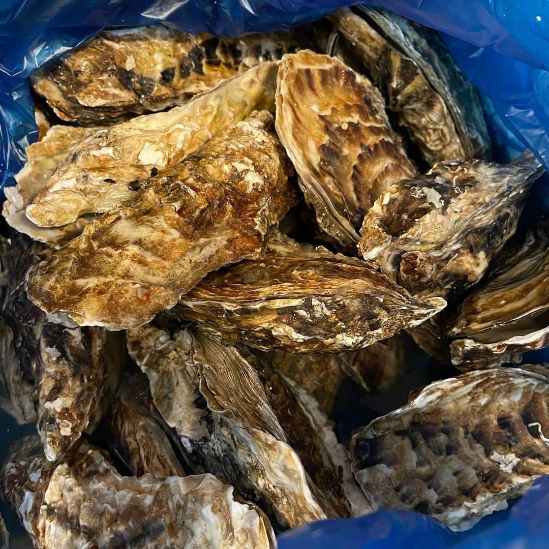 とろ函　守山店のインスタグラム：「とろ函守山です！  本日も新鮮な牡蠣ご用意してます！ 是非御来店ください！ お待ちしております！  #とろ函#居酒屋 #滋賀県 #滋賀グルメ#守山駅 #鮮魚 #海鮮 #新鮮 #駅近 #日本酒 #地酒 #北海道#牡蠣 #個室 #団体 #貸切 #接待 #合コン #コース #飲み放題 #安い #主婦 #サプライズ #宴会 #炭火焼#ハッピーアワー#コロナに負けるな」
