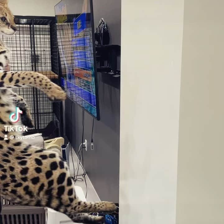 のインスタグラム：「猫壁チャレンジをサーバルキャットでやってみた！ これは賢いのか？（笑） #サーバルキャット　#沖縄　#猫　#ねこ　#ネコ　#けものフレンズ　#ベンガルキャット　#特定動物　#Leptailurus serval」