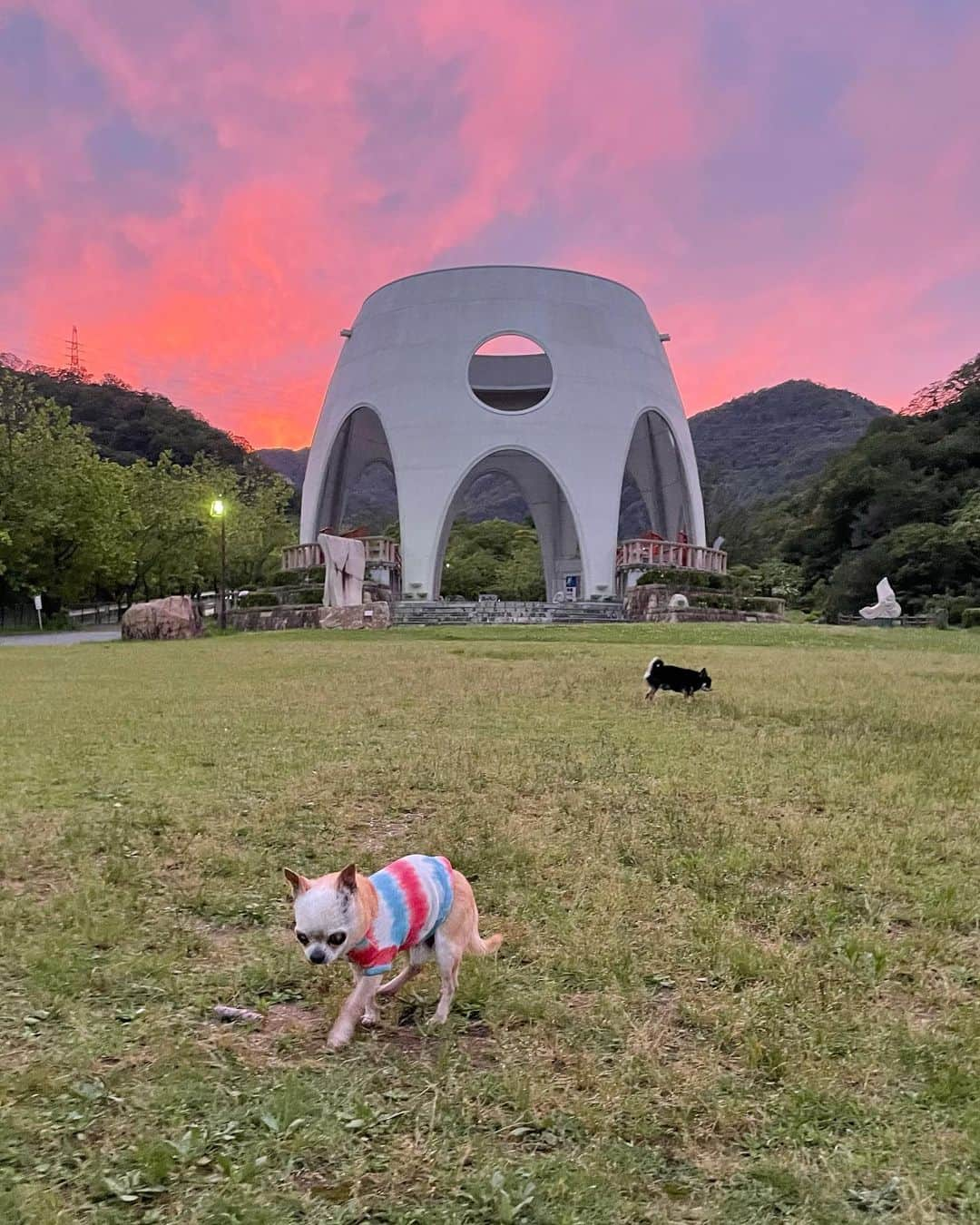 山田佳子さんのインスタグラム写真 - (山田佳子Instagram)「キレイな夕焼け☺️﻿🐕‍🦺🎈 ﻿ #日が長くなった #夕焼け﻿ #きれい﻿ #懐かしい場所﻿ #夕暮れ時﻿ #犬のお散歩﻿ #涼しい﻿ #ワンちゃん #ご機嫌さん」6月14日 20時39分 - yoshiko117