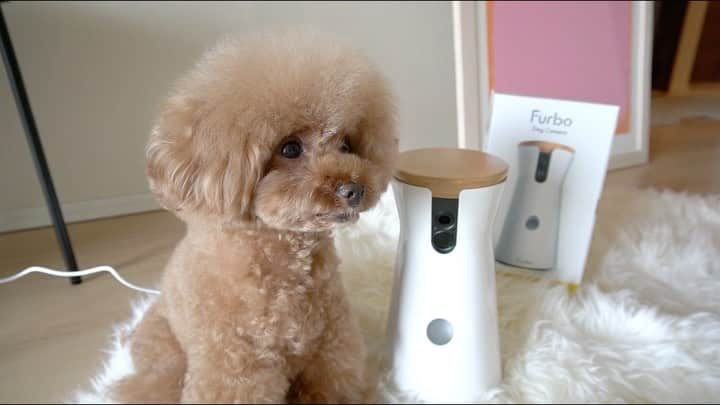 のインスタグラム：「・ Furboの2台目がやってきた！ 3ワンのお留守番を検証！ ・ モニタリング動画、 久しぶりにYouTubeアップしたので、良かったら見てください🙏🙏 ・ いつもありがとうございます✨ ・ #トイプードル #プードル #チワワ #いぬすたぐらむ #いぬバカ部 #犬 #ペット #ドッググッズ #犬のいる暮らし #toypoodle #poodle #chihuahua #dog #dogs #instadog #cutedog #あずしょこぱん #パンナ #furbo #PR」