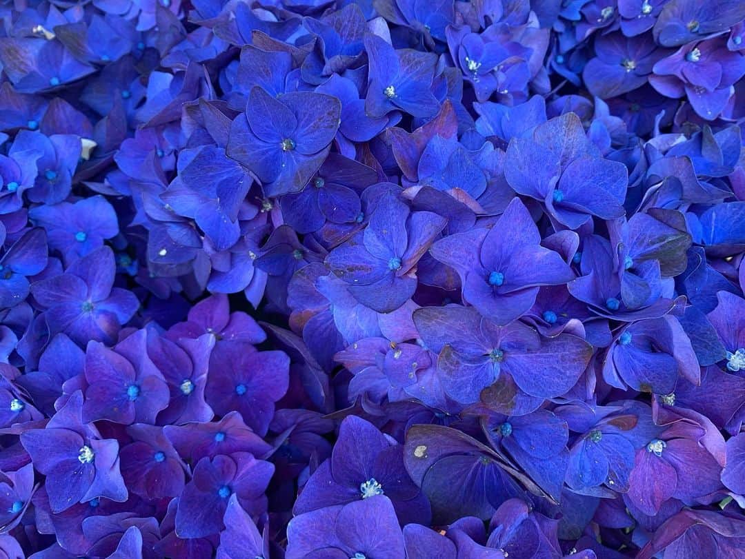 浅田真央さんのインスタグラム写真 - (浅田真央Instagram)「#紫陽花」6月14日 21時03分 - maoasada2509