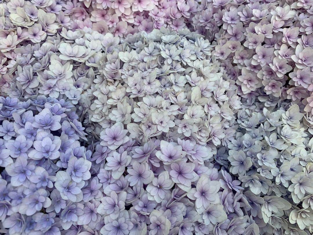 浅田真央さんのインスタグラム写真 - (浅田真央Instagram)「#紫陽花」6月14日 21時07分 - maoasada2509