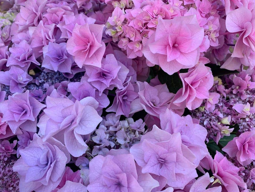 浅田真央さんのインスタグラム写真 - (浅田真央Instagram)「#紫陽花」6月14日 21時11分 - maoasada2509
