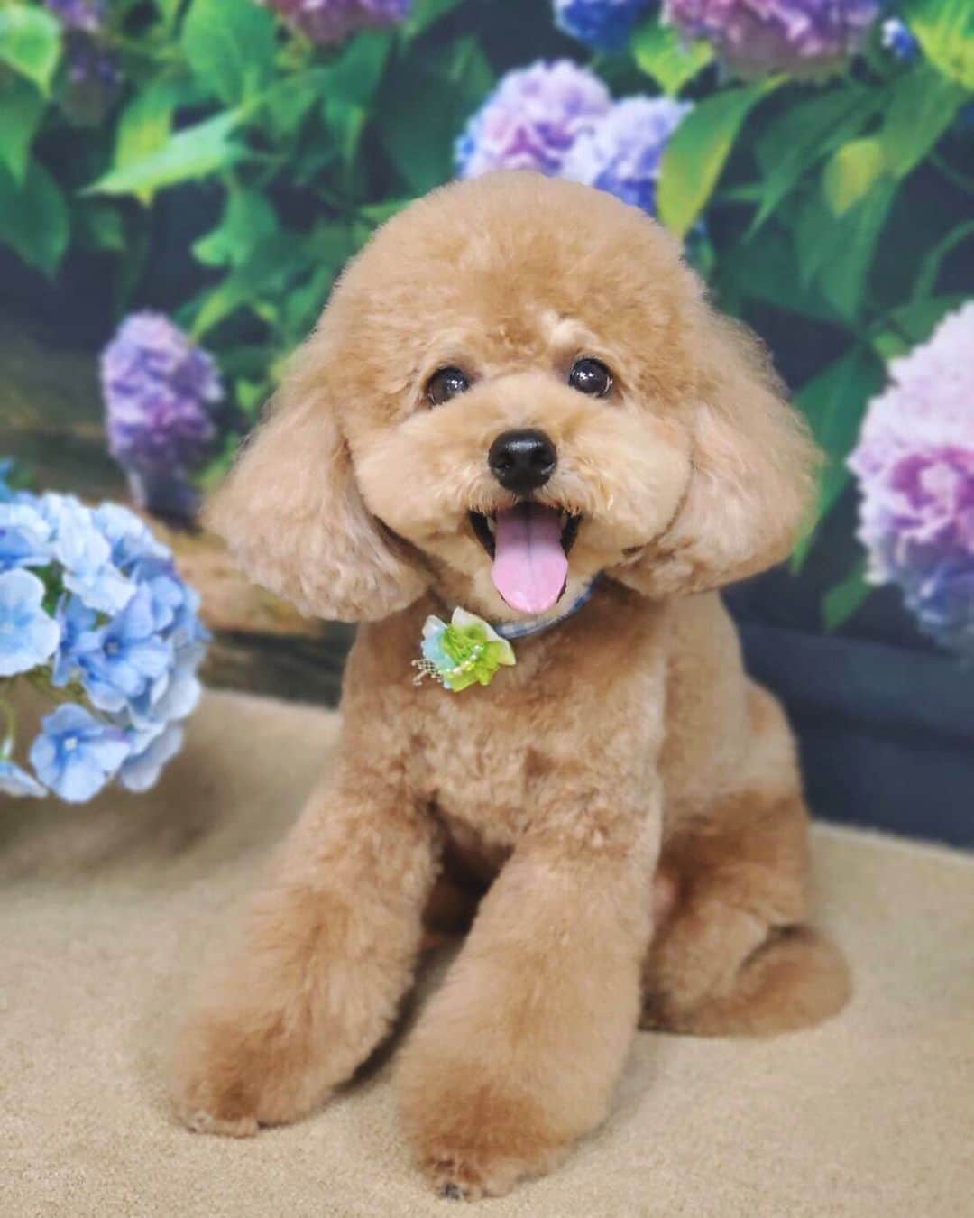 小椋寛子さんのインスタグラム写真 - (小椋寛子Instagram)「カットしました🐶💕 笑ってる😆  #トイプードル #toypoodle #dog #いぬすたぐらむ #愛犬」6月14日 21時12分 - ogura_hiroko
