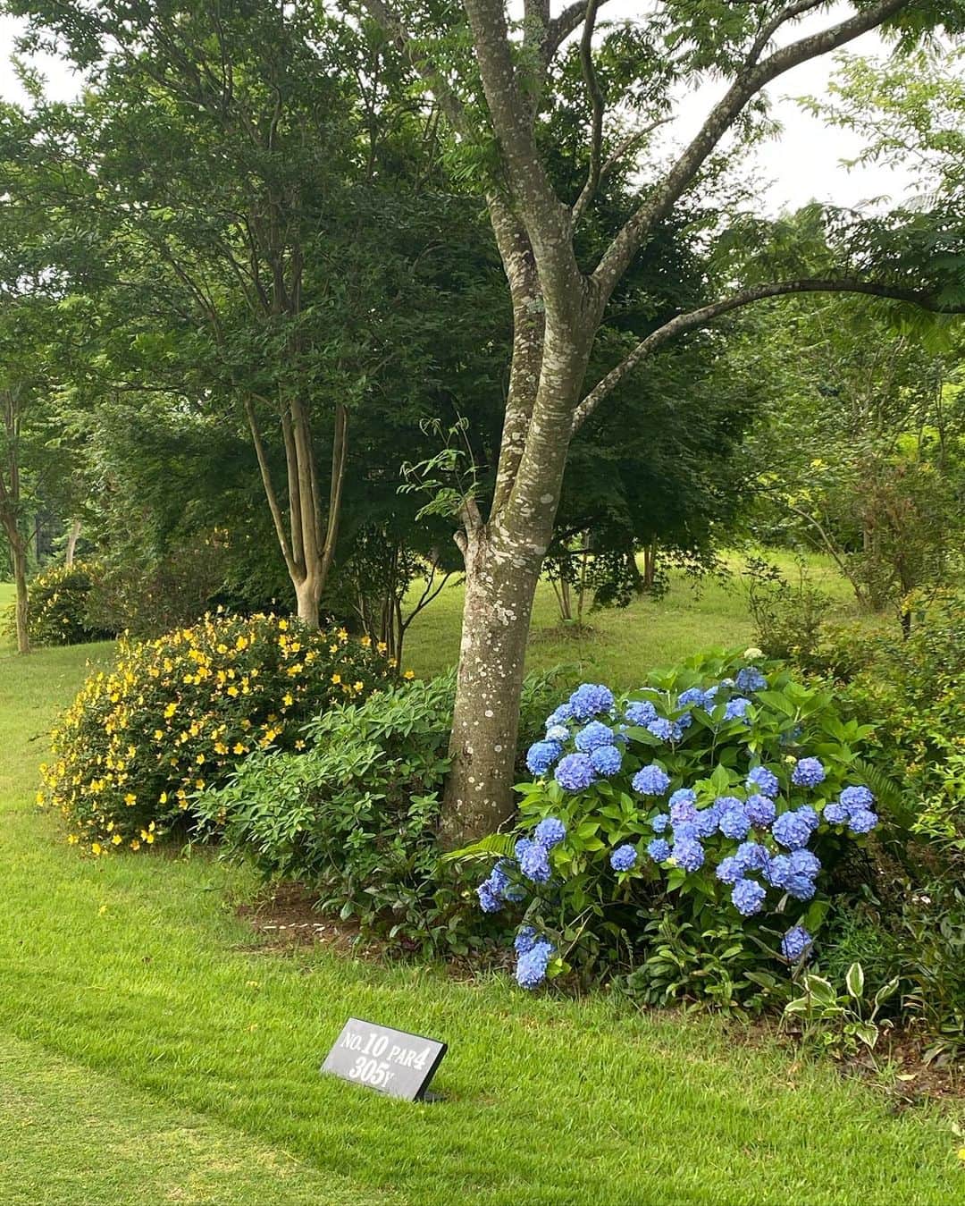 ImotoEtsuyo さんのインスタグラム写真 - (ImotoEtsuyo Instagram)「#梅雨  #梅雨入り  ・ #こんばんは ・ #千葉バーディクラブ  の花。 ・ 手入れされている花々は　 綺麗。 ・ 綺麗なので写真撮りたくなります。 #pic 最後の　#サンドイッチ は　　 美味しくてまた伺ったらオーダーしたい♡ ・ #golf  #ゴルフ場  #千葉バーディゴルフクラブ  #ゴルフ場の景色  #ゴルフ場の　#花  #flowers  #紫陽花  ・ ・ #golfstagram  #golfgirl  #golf 上手くなりたい」6月14日 21時54分 - bisuhada